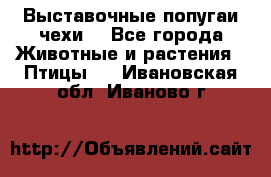 Выставочные попугаи чехи  - Все города Животные и растения » Птицы   . Ивановская обл.,Иваново г.